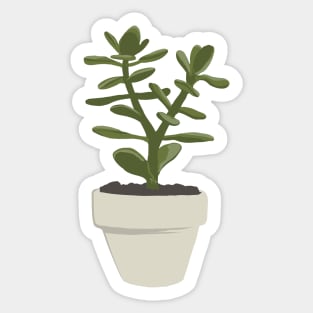 CNS Crassula Ovata - Convoluta Sticker